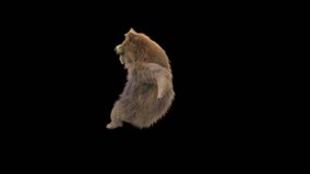 Bear Dancing CG fur 3d rendering animal realistic composition 3d mapping cartoon, Animation Loop, Included in the end of the clip with Alpha matte.