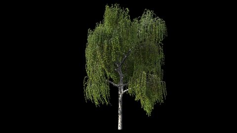 birch tree isolated on black with alpha matte, light wind blowing, seamless loop animation 4K
