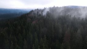 Fog in the forest spruce clouds aero 4K video from a height
