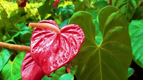 Red anthurium flower with water drops 4K(UHD) video footage with green background