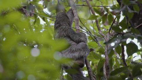 sloth climbing on a treeing Costa Rica rainforest 