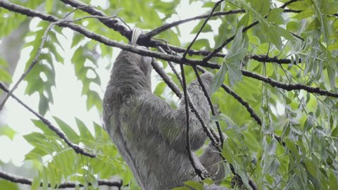 sloth climbing on a treeing Costa Rica rainforest 