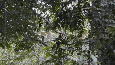 Howler monkey in distance jumping on trees