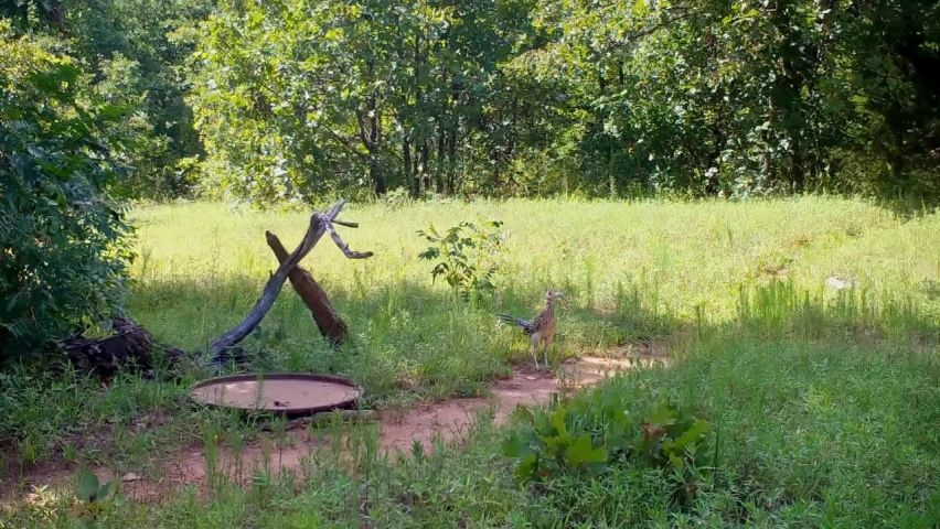 Lizard Cuckoo Stock Video Footage - 4k And Hd Video Clips 