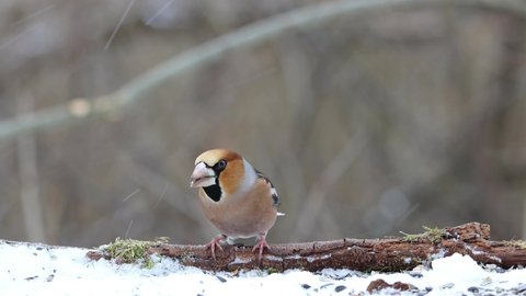 Hawfinch male bird in winter