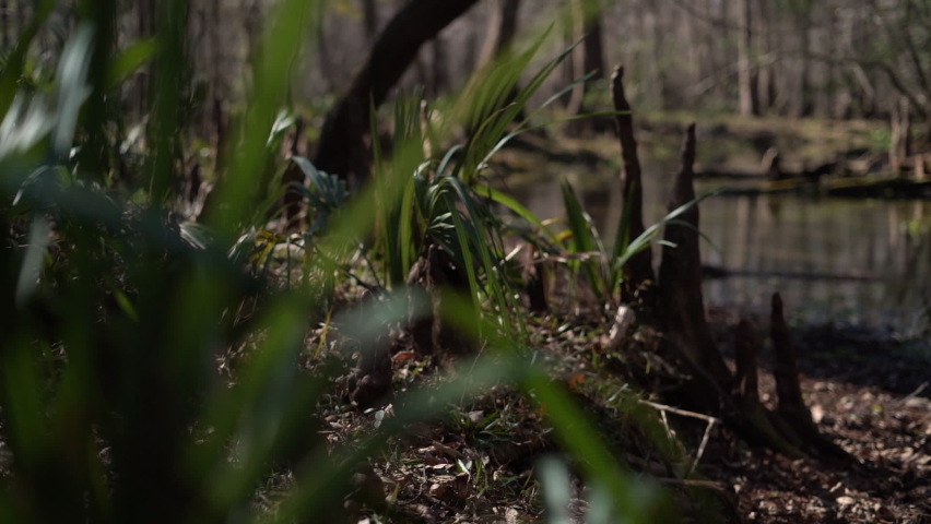 Grass and other plants along with air roots from cypress trees cover the ground of a fertile, swampy forest - low angle panning