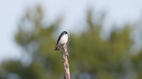 A male tree swallow perches on a branch and calls out over an orchard.
