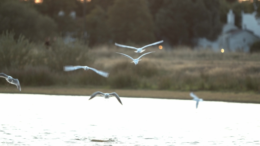 Birds flying over the lake