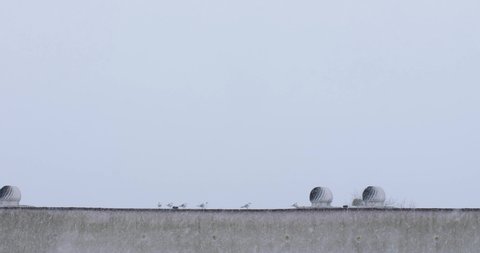 Seagulls taking shelter during blizzard on rooftop at Szczecin