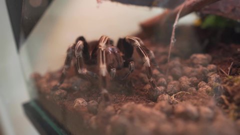 Brazilian Red And White Tarantula Eating Prey Inside Terrarium With Soil. - close up