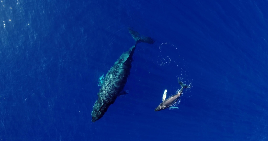 Aerial drone footage of a humpback whale calf swimming under its mother Royalty-Free Stock Footage #1067034643