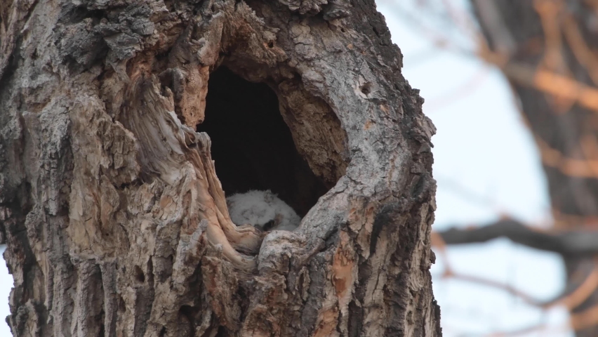 Great horned owl in Canada