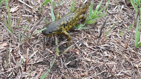 Eastern Tiger Salamander in the Wild