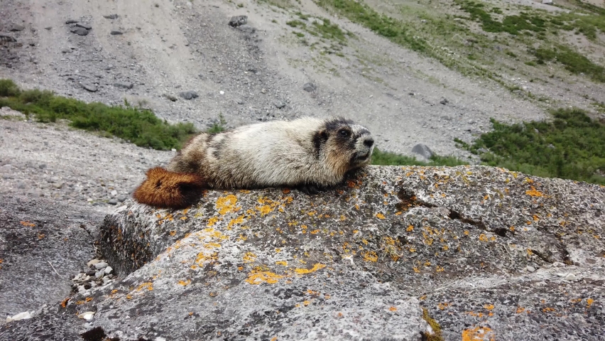 Marmot in the Canadian Rockies