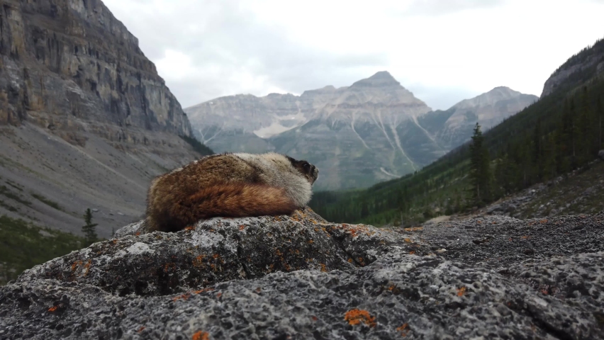 Marmot in the Canadian Rockies
