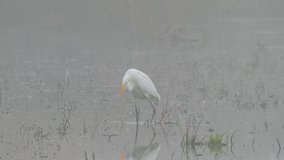 great white egret fishing in natural habitat on autumn foggy morning (ardea alba)