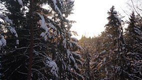 sun in a snowy forest