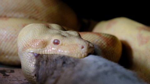 boa constrictor snake eats a rat