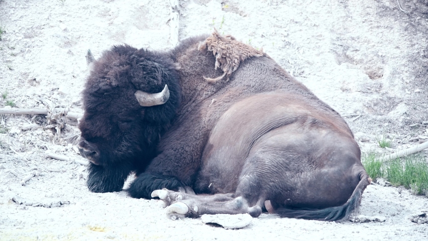Buffalo Relaxing, Yellowstone Bison - Yellowstone National Park, Wyoming