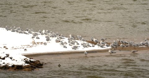 seagulls gather on a sandbar in winter light snowfall 
