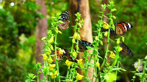 Beautiful many butterfly in jungle tropical rainforest, lush foliage natural background