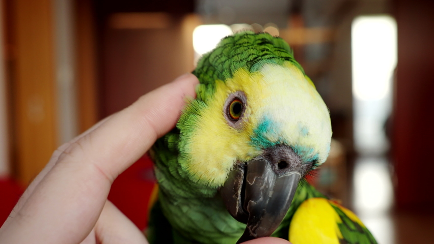 Turquoise-fronted amazon parrot (Amazona aestiva) enjoys cuddling by human hand in 4K VIDEO. Cute green friendly pet bird with his owner. Close-up. Royalty-Free Stock Footage #1067055031