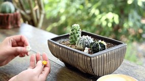 Cactus potted decoration. Lifestyle and outdoor activity at home. Home gardening in botanic garden alone - Powered by Shutterstock - Get 15% off with code: PIKWIZARD15