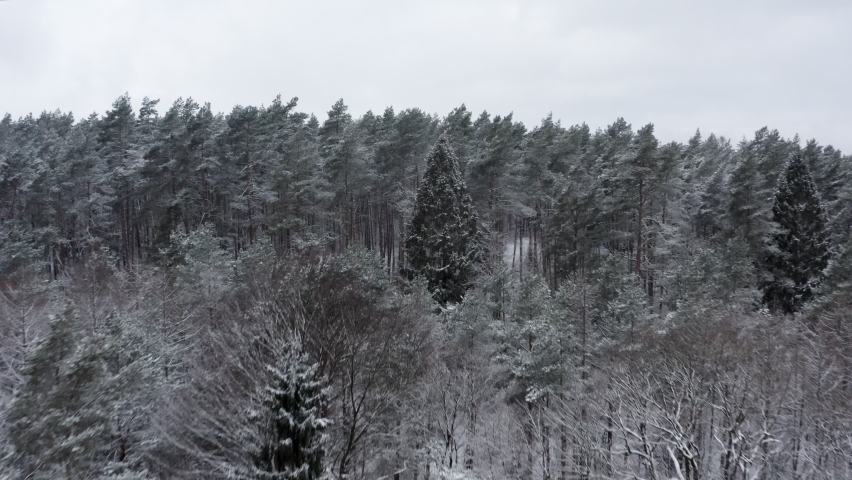 Beautyful drone flight over snowpowdered trees in a snowy winter forrest.