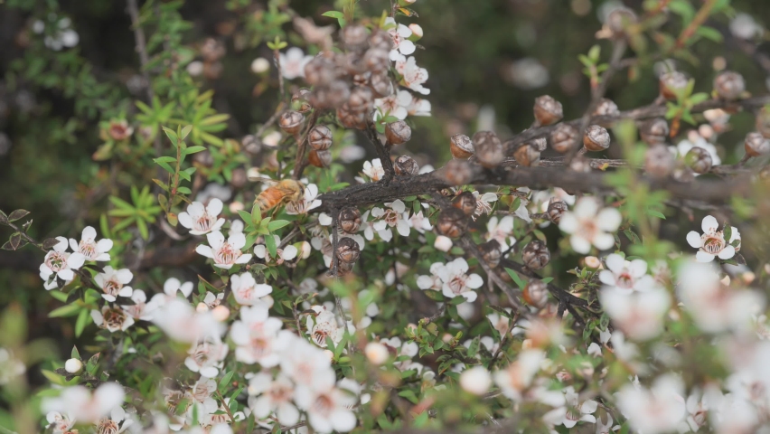 Wild Manuka flowers being pollinated by European Honey bee in New Zealand Royalty-Free Stock Footage #1067059474