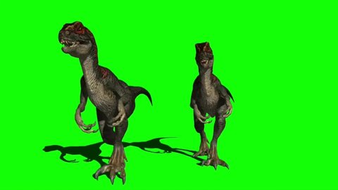 Velociraptors Dinosaur Walking on Green Screen