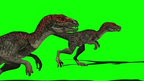 Velociraptors Dinosaur Walking on Green Screen