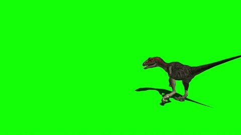 Velociraptor Dinosaur Attacking on Green Screen