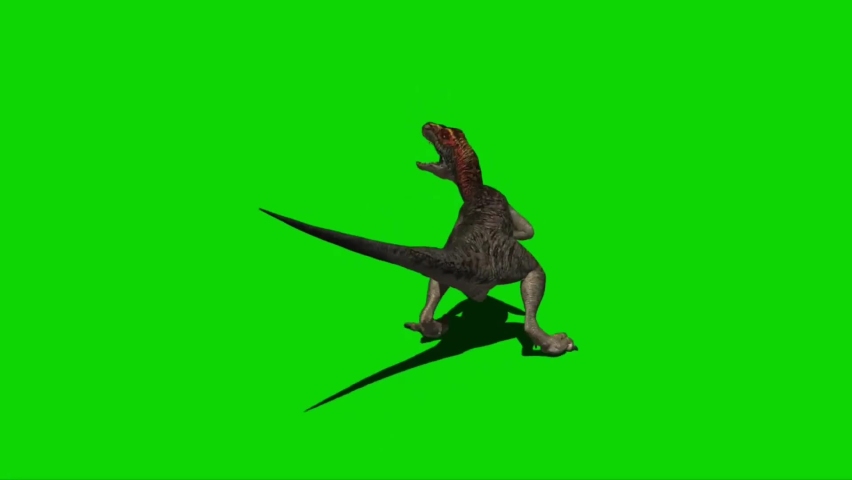 velociraptor dinosaur attacking on green screen Stock Footage Video ...