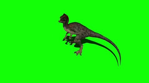 Velociraptor Dinosaur Attacking on Green Screen