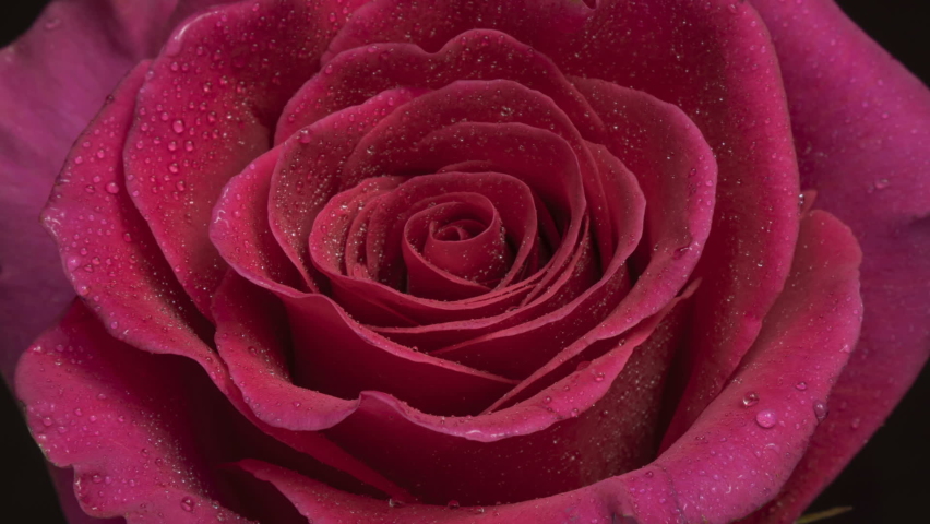 Beautiful opening pink rose . Petals of Blooming pink rose flower open, time lapse, close-up. Holiday, love, birthday design backdrop. Viva magenta. Color trends. Macro.