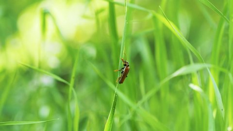 Brown bug on green grass leaf sway in the wind ,Soldier beetle Athemus suturellus on the  grass with blur green natural background