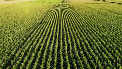 Straight lines of cornfield, drone-view, camera tilt down and fly slow over ripening plants. Tassels slightly wave at wind. Aerial perspective, good cropper at end of summer time