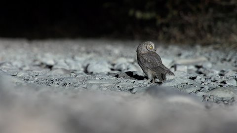 Scops Owl on the ground at night