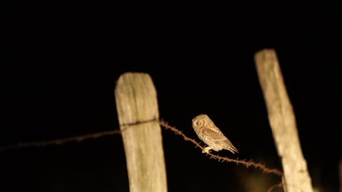Scops Owl on a Barbed Wire at night