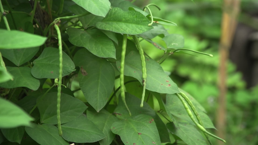 Green bean plant, Kathmandu, Bagmati Province, Nepal