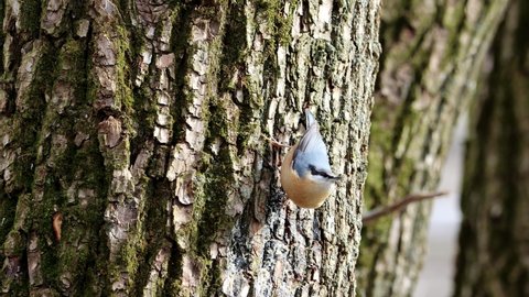 The Eurasian nuthatch or wood nuthatch (Sitta europaea) in search of food