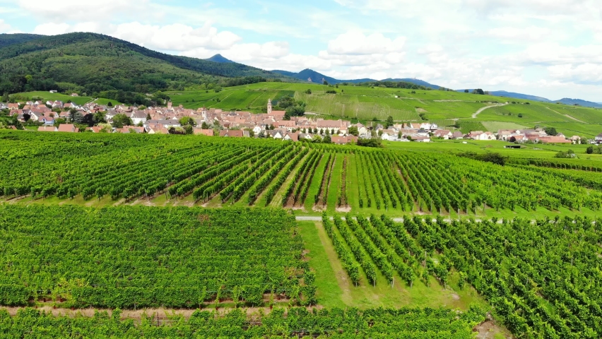 Characteristic aerial scenery of Alsace Wine Route, green vineyards on foreground and small historical town seen at distance. Camera fly low over rows of ripening vines. Vinitourism concept Royalty-Free Stock Footage #1067103502