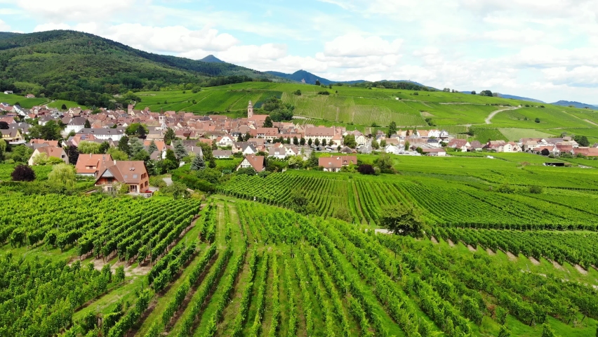 Characteristic aerial scenery of Alsace Wine Route, green vineyards on foreground and small historical town seen at distance. Camera fly low over rows of ripening vines. Vinitourism concept