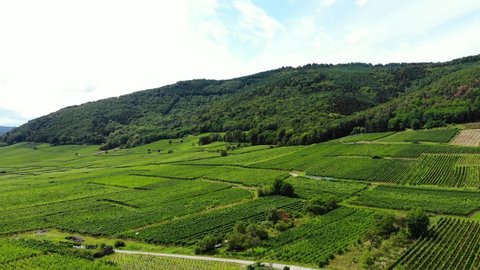 Green patches of vineyards, forested hill on background, aerial shot of Alsace landscape. Famous wine-making region at Grand Est, France. Air views of Alsace Wine Route scenery