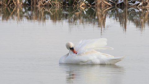 Mute swan preening feathers in winter season (Cygnus olor)	