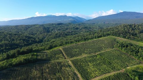 Aerial shot of large vineyard fields among the mountains. A beautiful footage of fields of rural culture for the production of wine. Georgia, Abkhazia, general plan