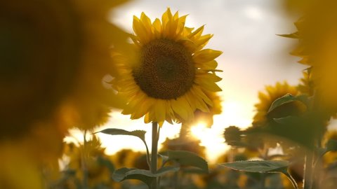 Sunflower slow-motion. Sun seed slow-motion.