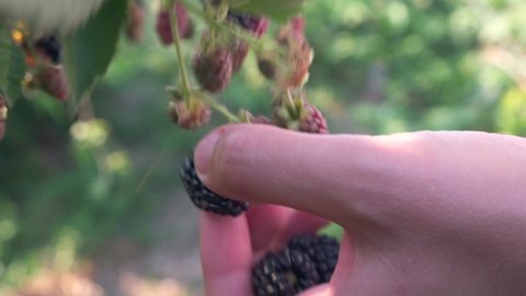 Harvesting and picking berries concept. Close-up of woman's hand tearing a ripe large blackberry from a bush.