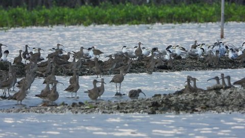 Flocks of Terns and whimbrel standing on piece of land with small green mangrove as the background in Bali, Indonesia
