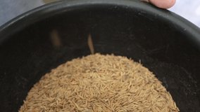 Close Up Footage of Rice Paddy Crops Ready For Milling Process
